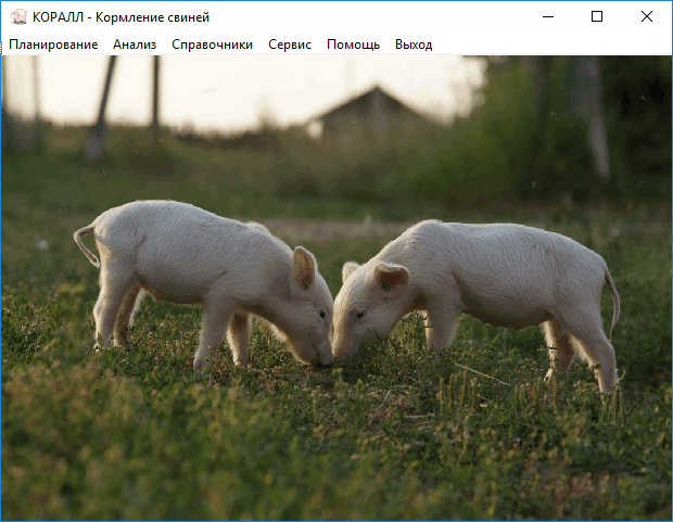 кормление свиней